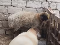 Qoç, Blackheaded Persian sheep — foto 1