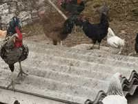 Chickens — foto 4