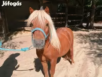 Кінь, Shetland Pony — фото 1