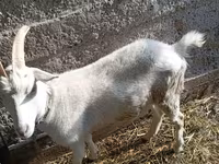 Dişi keçi, Saanen goat — foto 6
