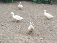 Alman Pekin — foto 5