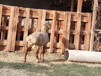 Ram, Rhon sheep — photo 7
