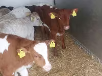 Toro, Simmental cattle — foto 5