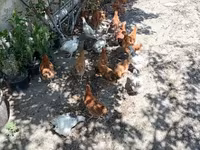 Chickens — photo 5