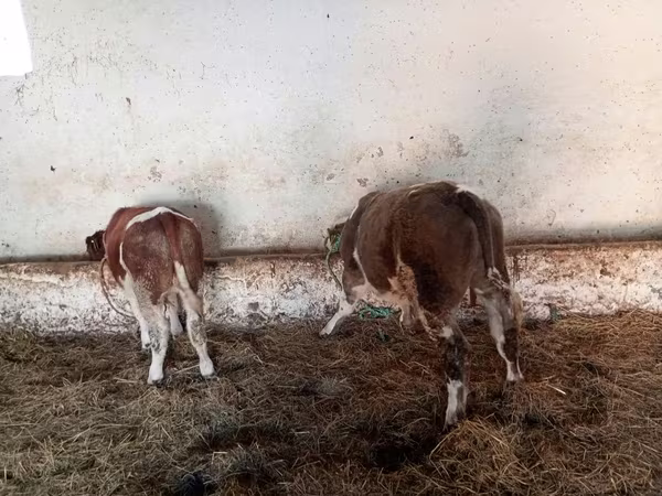 Buğa, Simmental cattle