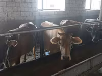 母牛, Cattle — 照片 2