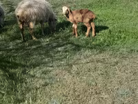 公羊, Sheep — 照片 2