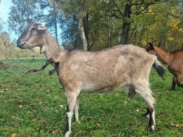Коза, Альпийская коза
