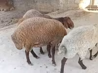 نعجة, الأغنام — الصورة 2