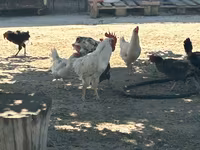 Turkeys — foto 4