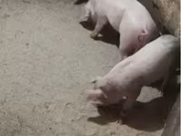 Cerda, Cerdos — foto 1