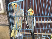 Nimfa (Cockatiel) cütlüyü + qəfəs - Növ: Nimfa papağanı (Cockatiel) — 照片 2