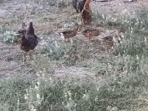 Ducks — Azərbaycan
