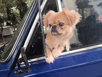 Cins: Pekinges (Pekingese) Rəng: açıq qəhvəyi/qızılı Cinsiyyəti: erkək — फ़ोटो 2