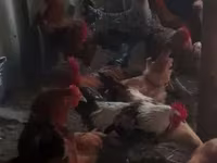 Chickens — الصورة 5