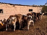 सांड, मवेशी — फ़ोटो 4