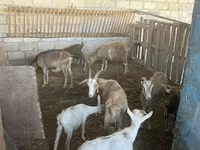 बकरियाँ (लॉट, लिंग निर्दिष्ट नहीं), Alpine goat — फ़ोटो 6