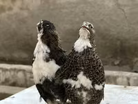 Kral bildirçini — foto 2