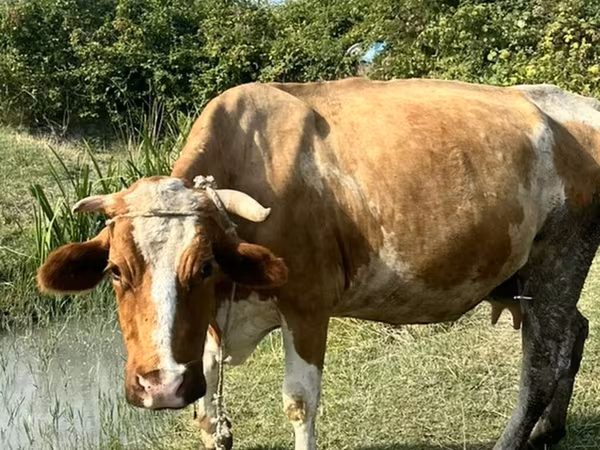 İnək, Simmental cattle