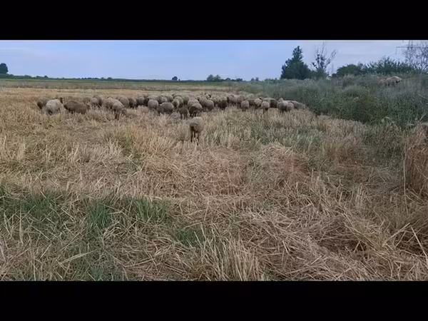 Sheep, Sheep