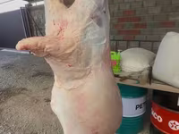 Qoç, Merino sheep — foto 3