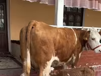 母牛, Red-spotted breed — 照片 1