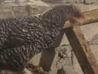 Chickens — photo 3