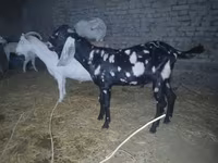 Keçi, Beetal goats — foto 5