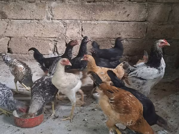 Chickens — Azerbaijan