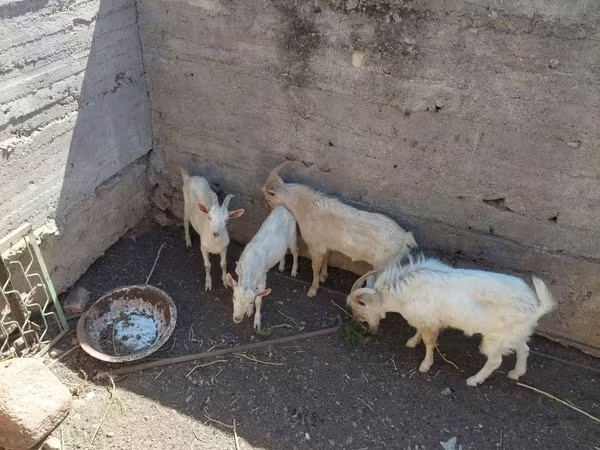 Keçi, Keçilər