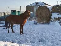 Égua, Kazakh horse — foto 1