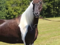 Caballo, Tennessee Walking Horse — foto 7