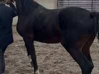 Koń, Orlov Trotter — zdjęcie 6
