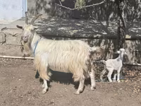 Goat, Goats — photo 2