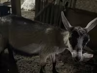 Koza, Saanen goat — foto 6