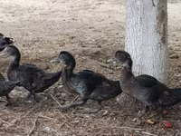 Ducks — foto 3