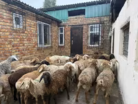 Carneiro, Rhon sheep — foto 5
