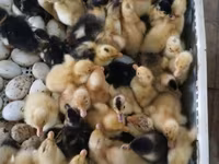 Ducks — photo 1