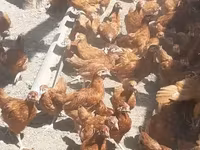 Chickens — الصورة 5