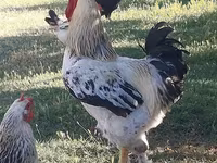Chickens — photo 2