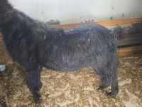 Keçi, Damask goat — foto 6