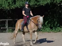 Кобила, Haflinger — фото 1
