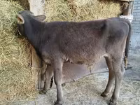 Bull, Swiss cattle — photo 3