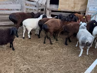 Baran, Hissar sheep — zdjęcie 4