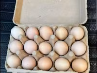 Australorp — photo 2