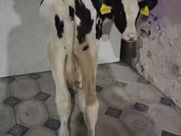 Vaca, Raza Holstein — foto 2