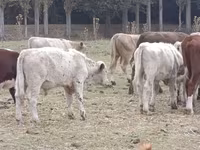 Buğa, Auliekol irqi — foto 8