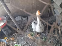 Geese — foto 7