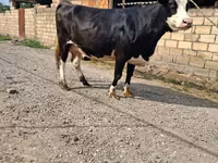 Cow, Holstein breed — photo 4