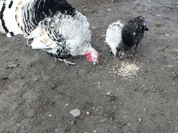 Turkeys